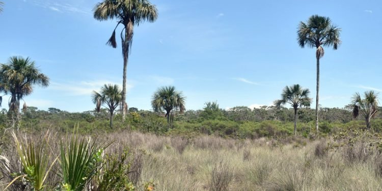 Lei garante isenção de tributação em pagamento de serviços ambientais