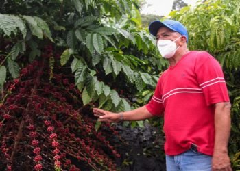 Em Silves, Governo do Estado acompanha início da colheita dos cafés clonais Robustas Amazônicos