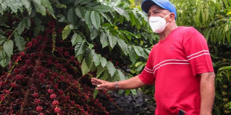 Em Silves, Governo do Estado acompanha início da colheita dos cafés clonais Robustas Amazônicos