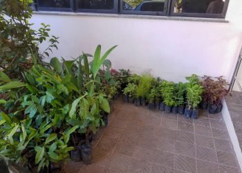 Com apoio da prefeitura, CMM promove Semana do Meio Ambiente