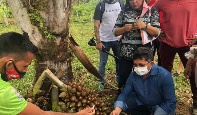 Comissão de Geodiversidade organiza primeira exposição da cultura do babaçu, na Aleam