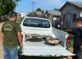 Polícia Civil do Amazonas apreende seis tartarugas e pirarucu que estão no período de pesca proibida em Eirunepé