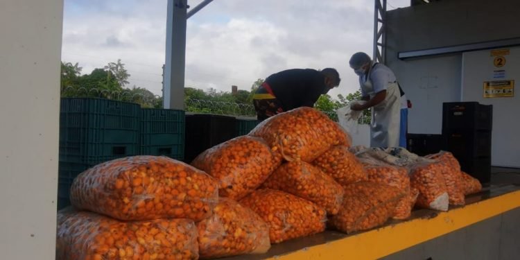 Agroindústria de Parintins supera pandemia e retoma investimentos