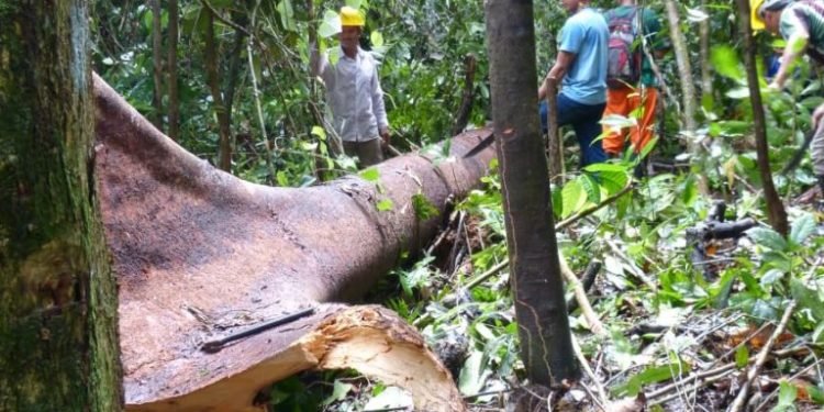Manejo florestal: Governo do Amazonas publica decreto para incentivar o uso sustentável de madeira legalizada