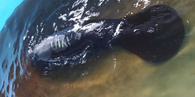 Polícia Ambiental e técnicos do INPA reintegram sete peixes-bois ao seu habitat natural