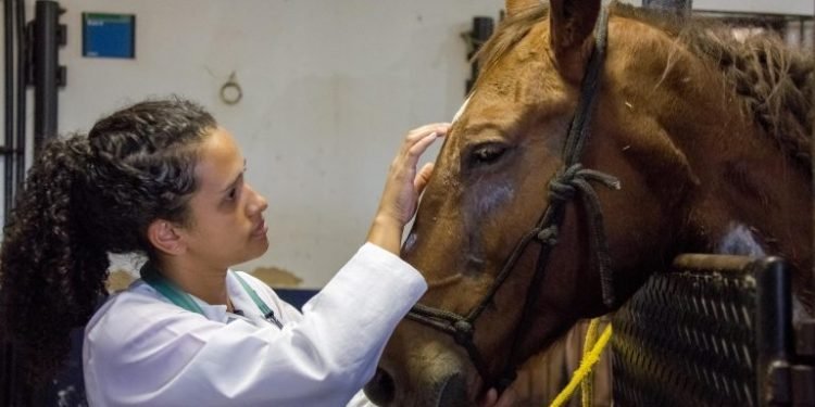 Audiência discutirá projeto que permite aulas a distância no curso de Veterinária; acompanhe