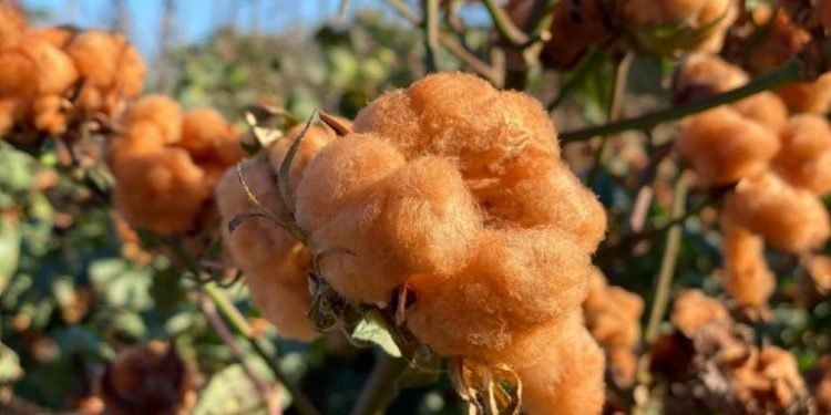 Comissão discute projeto que cria complexo do Matopiba