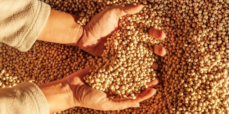 IBGE prevê safra recorde de 258,5 milhões de toneladas em 2021