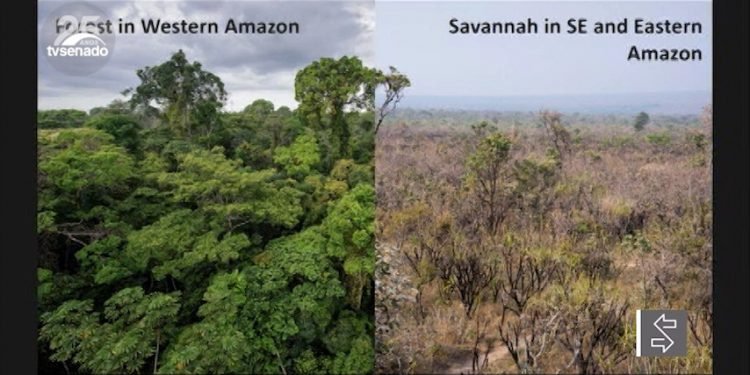 Vídeo: Bioeconomia é estratégica para o Brasil, dizem especialistas na Comissão Senado do Futuro