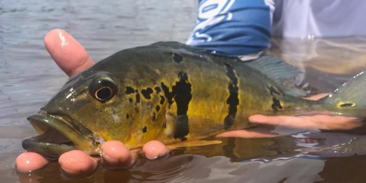 Ipaam esclarece dúvidas sobre a pesca esportiva no Amazonas