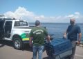 Operação Marchantaria apreende 20 toneladas de pescado ilegal em Iranduba