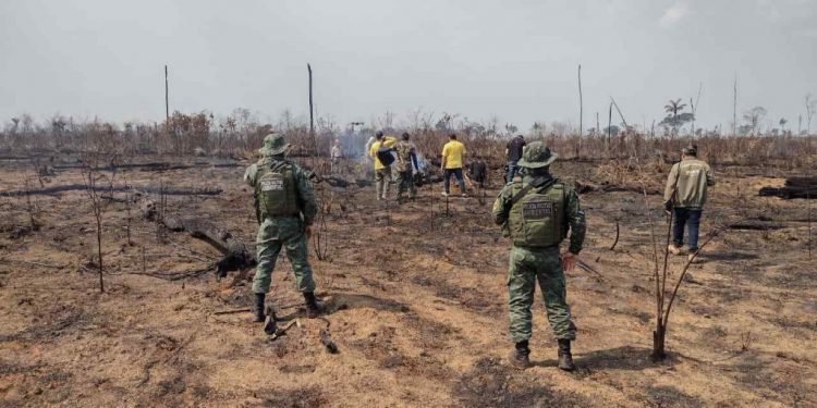 Operação Tamoiotatá fiscaliza oito locais com registro de crimes ambientais em Apuí e Humaitá