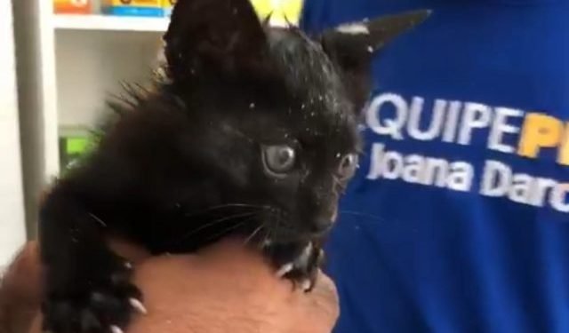 Equipe da deputada Joana Darc resgata felino em tubulação