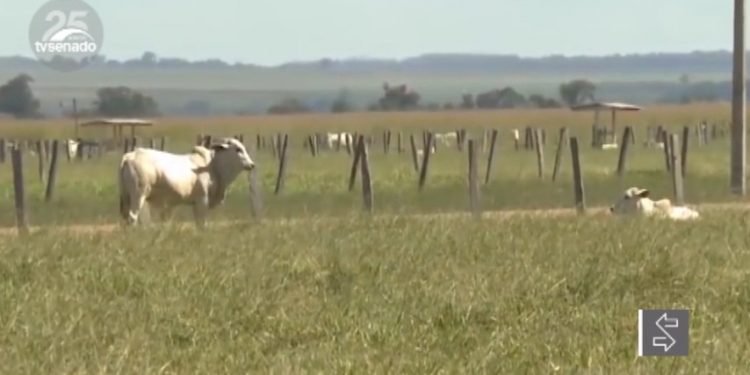 Vídeo: Presidente da Embrapa defende agricultura de baixo carbono