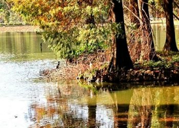 São Paulo. #HortoFlorestalZN. Foto: @adrianamacedosampa