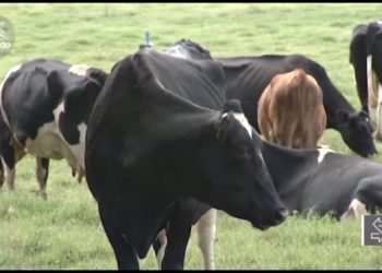 Vídeo: Rio Grande do Sul é área livre de febre aftosa sem vacinação, destacam debatedores
