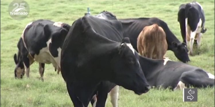 Vídeo: Rio Grande do Sul é área livre de febre aftosa sem vacinação, destacam debatedores