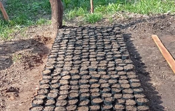 Idam realiza instalação de viveiro de cacau para a produção de mudas em Coari