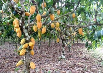 Comissão discute controle fitossanitário em culturas do cacau