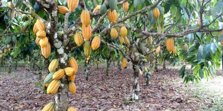 Comissão discute controle fitossanitário em culturas do cacau