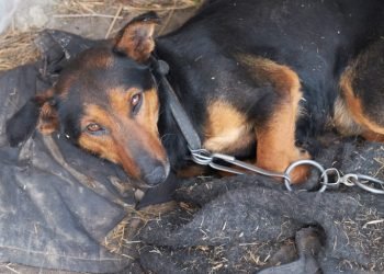 Comissão debate a incidência da leishmaniose no Brasil