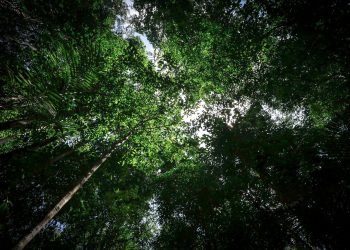 Amazonas captou mais de R$ 75 milhões para projetos ambientais nos primeiros 100 dias de 2023