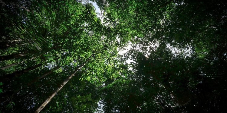 Amazonas captou mais de R$ 75 milhões para projetos ambientais nos primeiros 100 dias de 2023