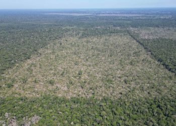 Amazonas fecha mês de julho com queda de 81,2% no desmatamento