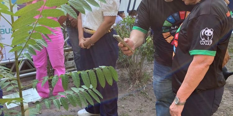 Startup vai plantar mil árvores em escolas da zona rural de Manaus