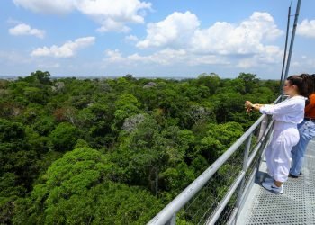 Dia da Árvore: Amazonastur destaca roteiro para conhecer a imponência da floresta