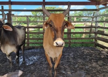 Após inspeção do MPAM e ADAF, abatedouro clandestino em Barreirinha é interditado