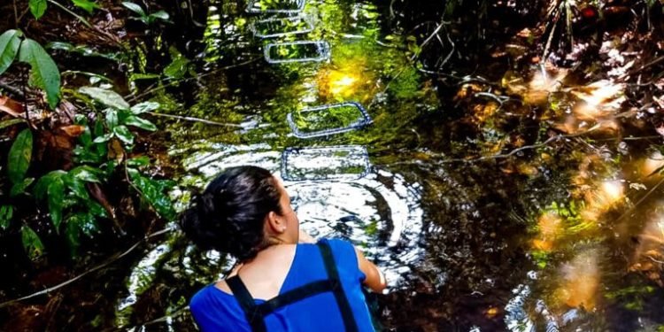 Dia da Água: pesquisas apoiadas pelo Governo do Amazonas analisam qualidade da água e de ambientes aquáticos