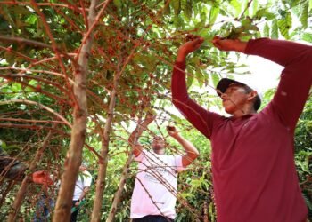 Dia Mundial do Café: Sepror potencializa o setor da cafeicultura com entregas de mudas a produtores rurais
